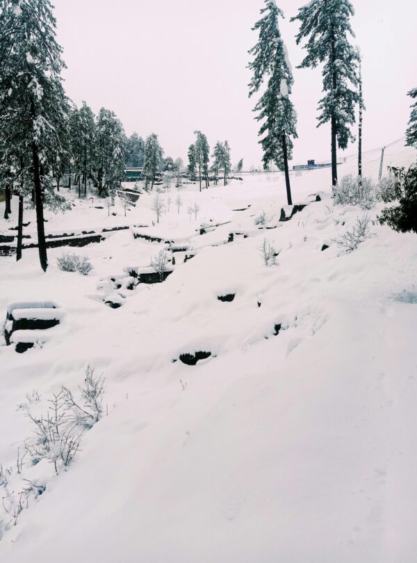 Snow-covered landscape in Murree, Punjab, showcasing pine trees and wintry scenery.