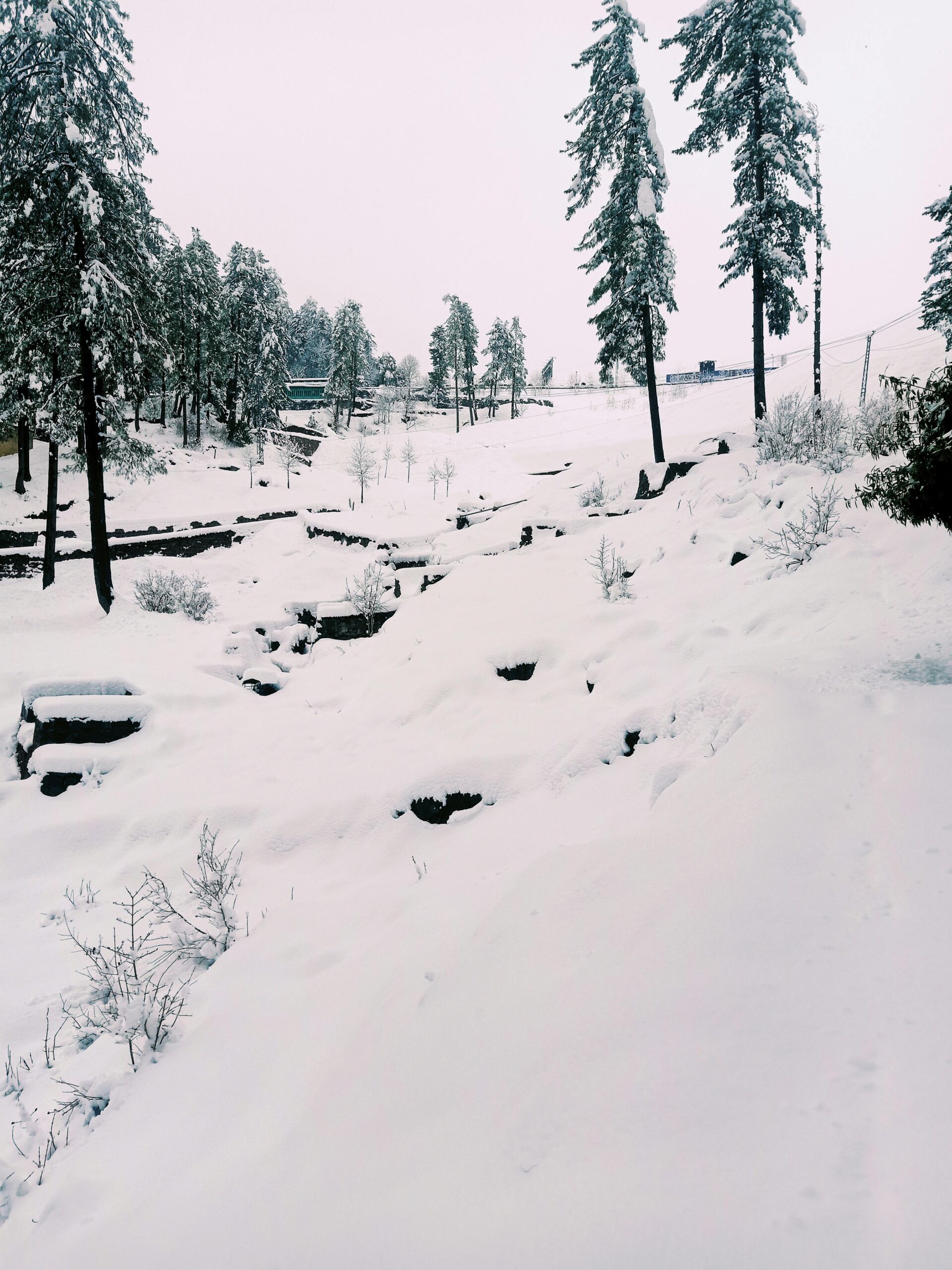 Snow-covered landscape in Murree, Punjab, showcasing pine trees and wintry scenery.
