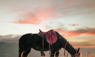 A horse with a red saddle peacefully grazes under a vibrant sunset in Nathia Gali, Pakistan.