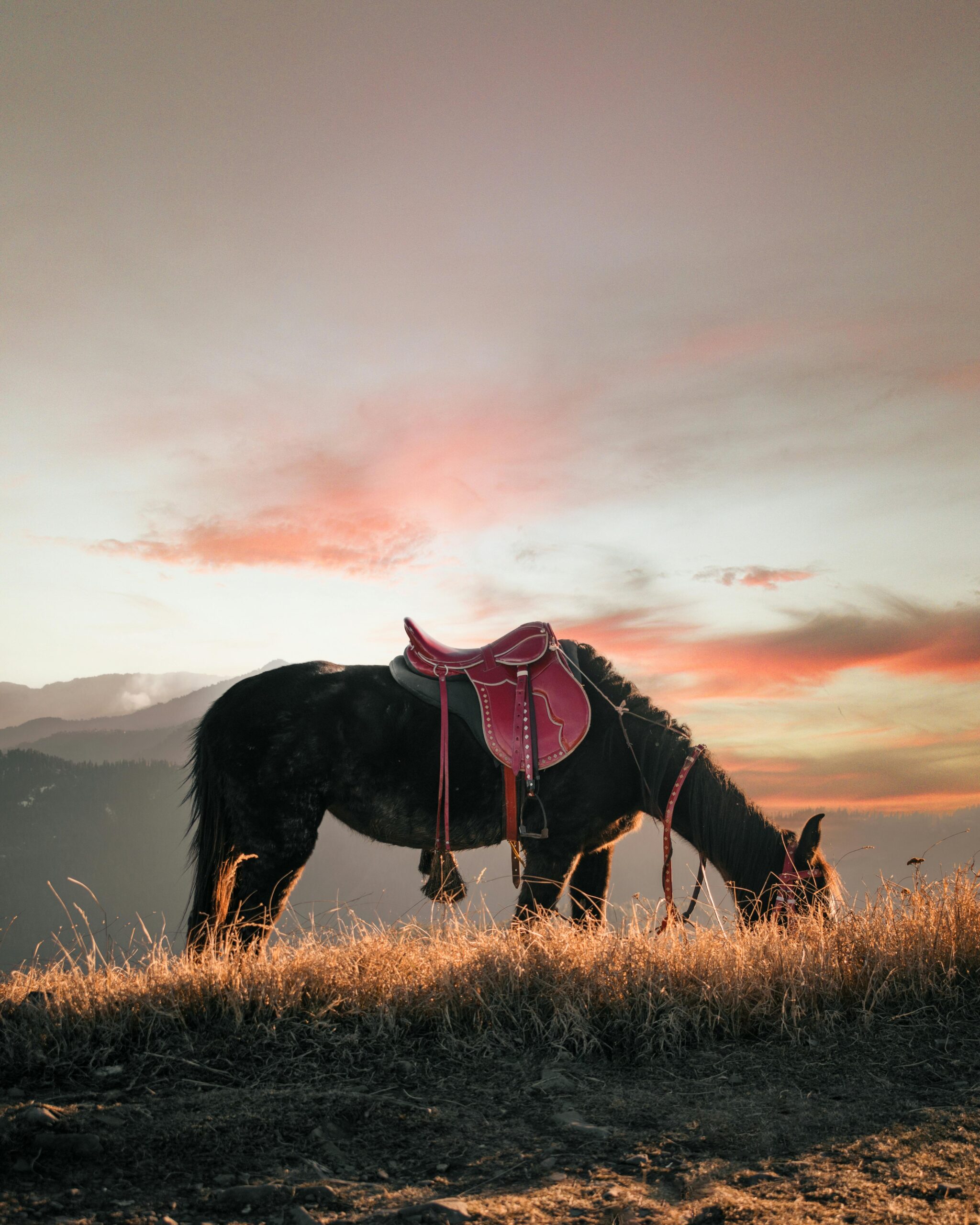 A horse with a red saddle peacefully grazes under a vibrant sunset in Nathia Gali, Pakistan.